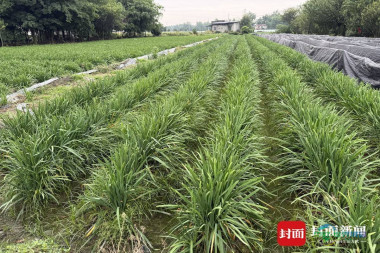 从郫都田间到全球餐桌 这口韭黄飘香成都三百年｜探寻农田里的明星单品